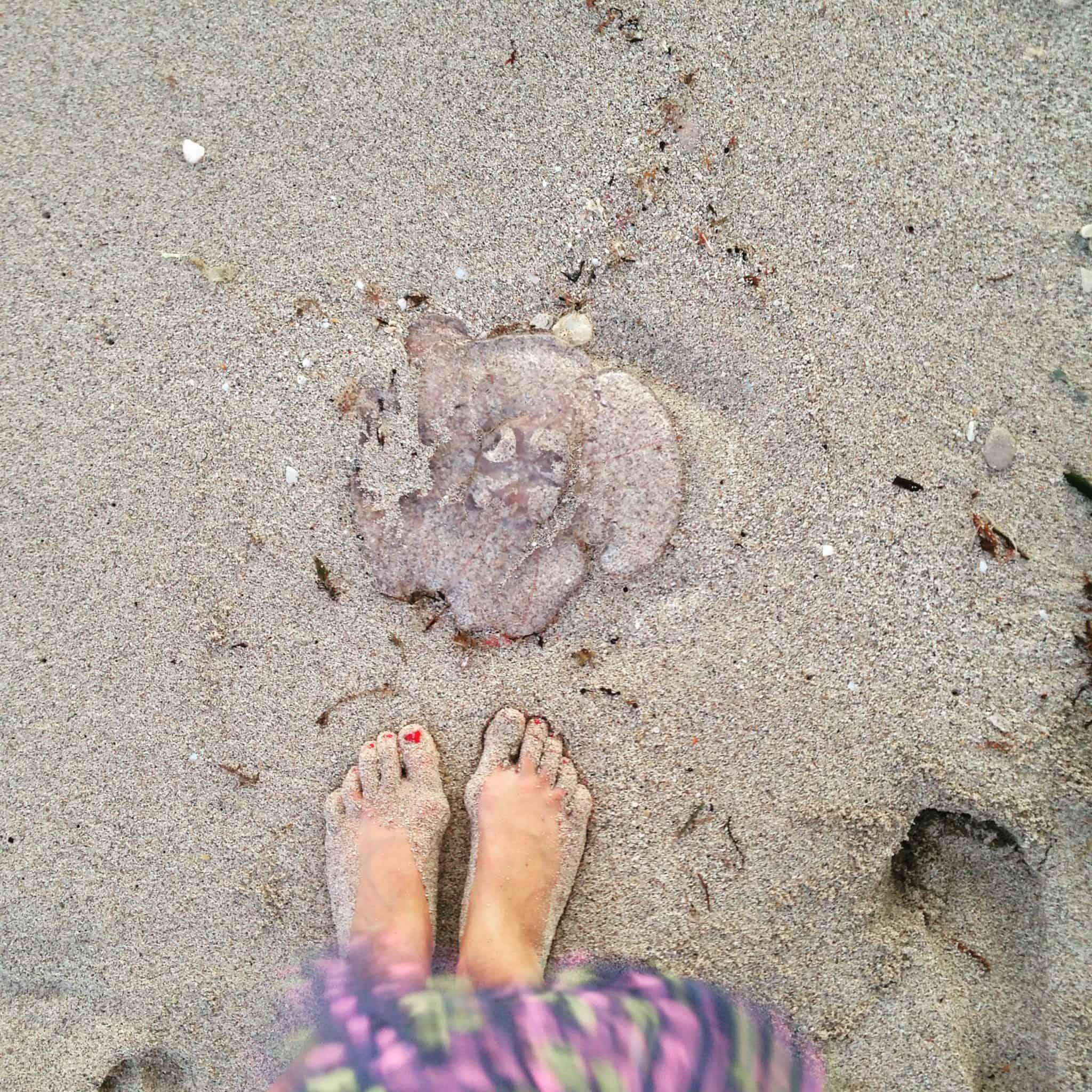 Jelly Fish on beach