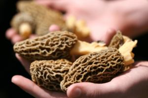 5 Best Morel Mushrooms Ohio Hunting Facts & Tips