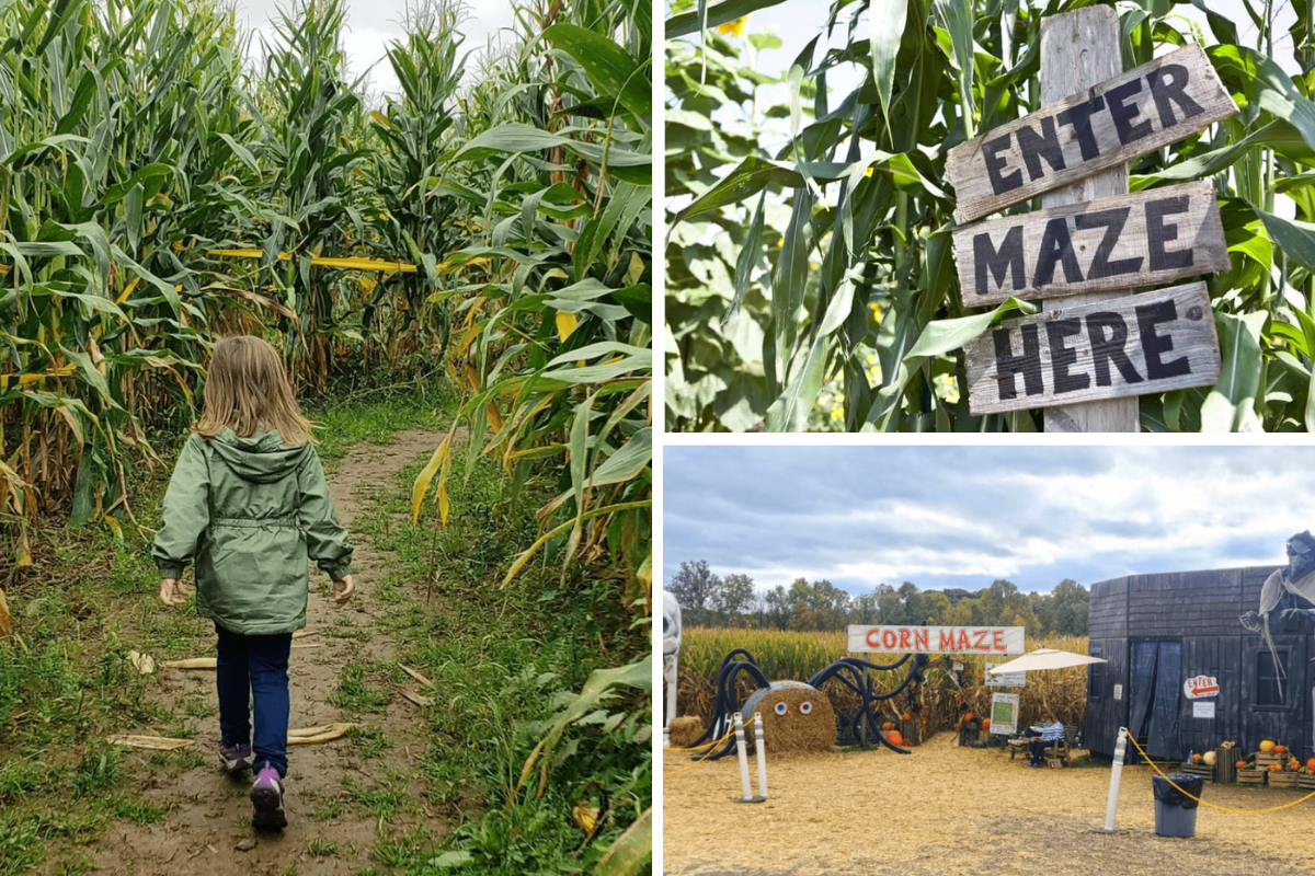 Ohio Corn Mazes