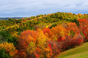 COMPLETE Ohio Fall Colors Map & Peak Prediction Guide