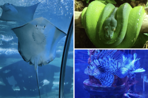 11 Exciting Greater Cleveland Aquarium Exhibits & Things to Do