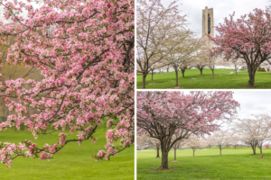 19 Best Places to See Cherry Blossoms in Ohio