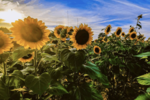 Where to Find the Best Ohio Sunflowers This Year