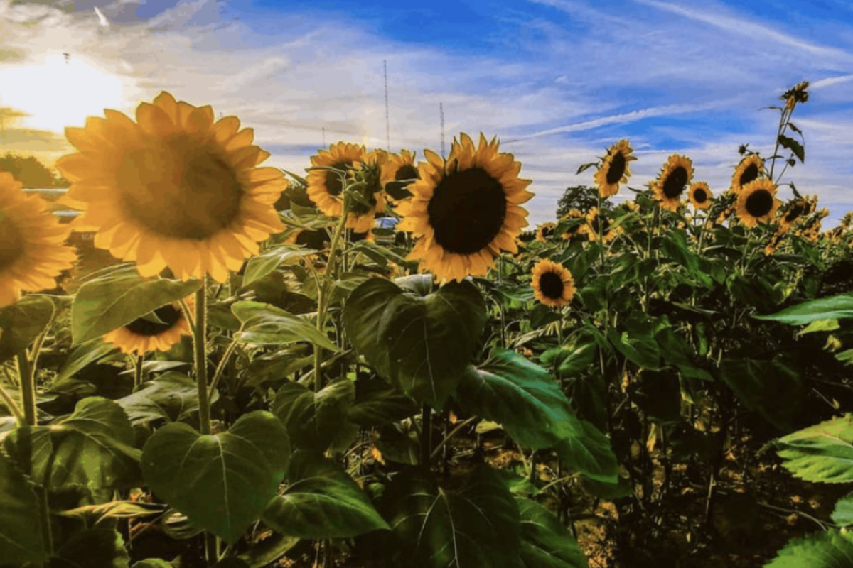 Ohio Sunflowers