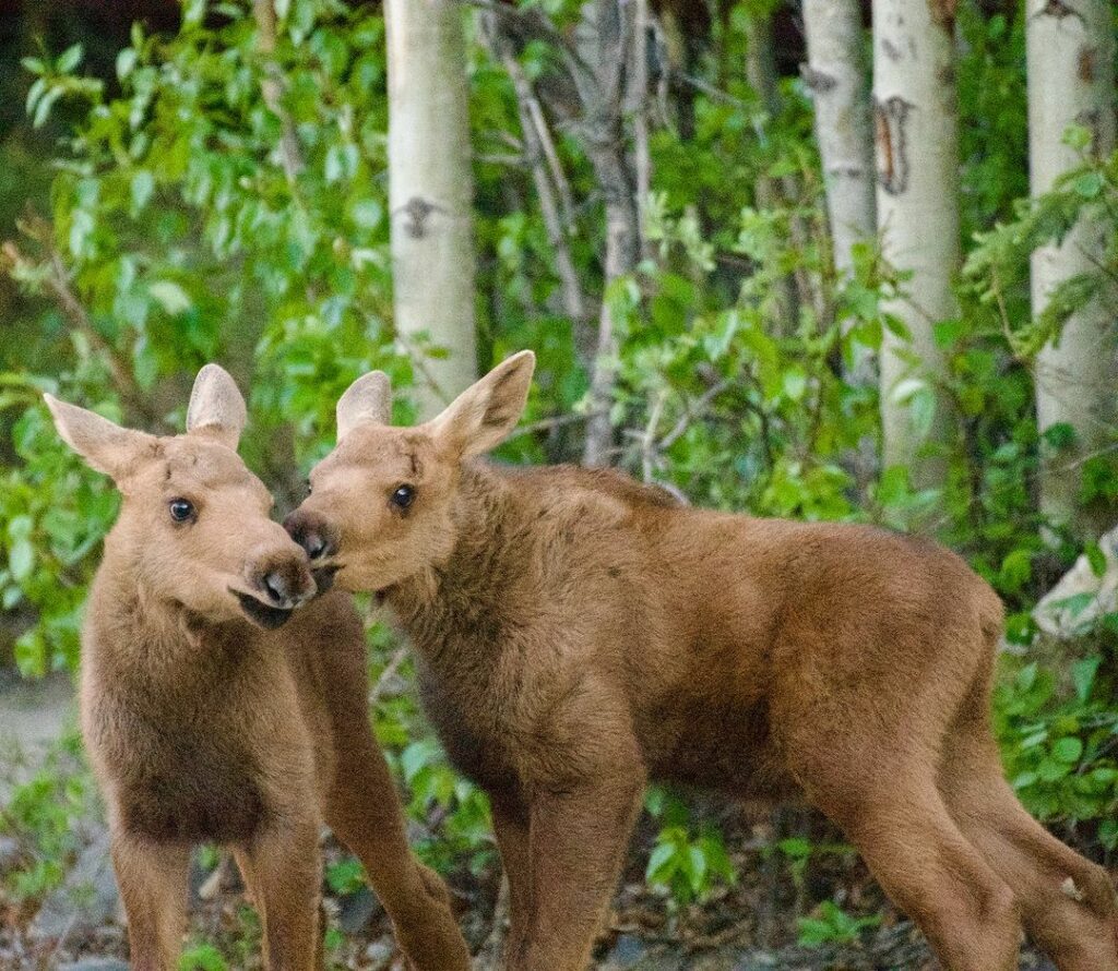 Denali National Park