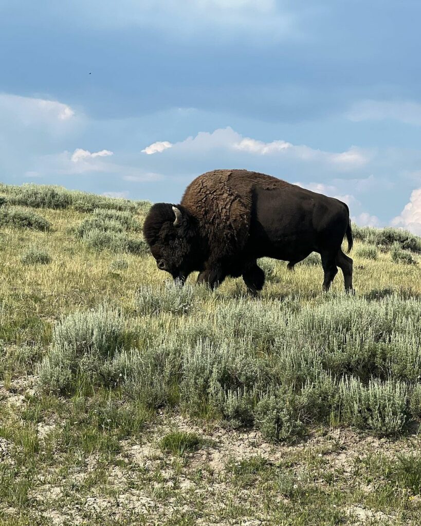 Yellowstone National Park