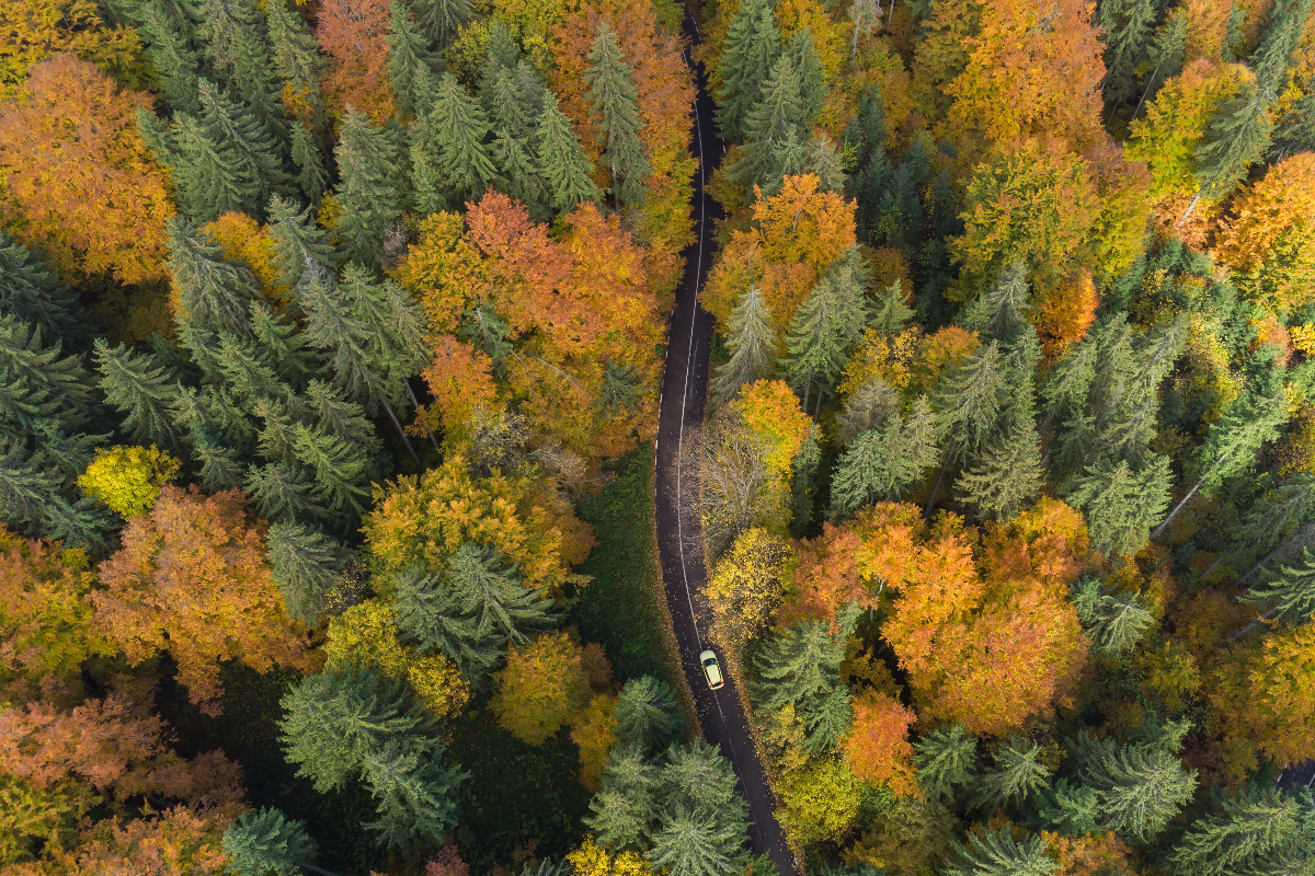 Aerial view of a car driving on the mountain road in a beautiful pine and deciduous forest