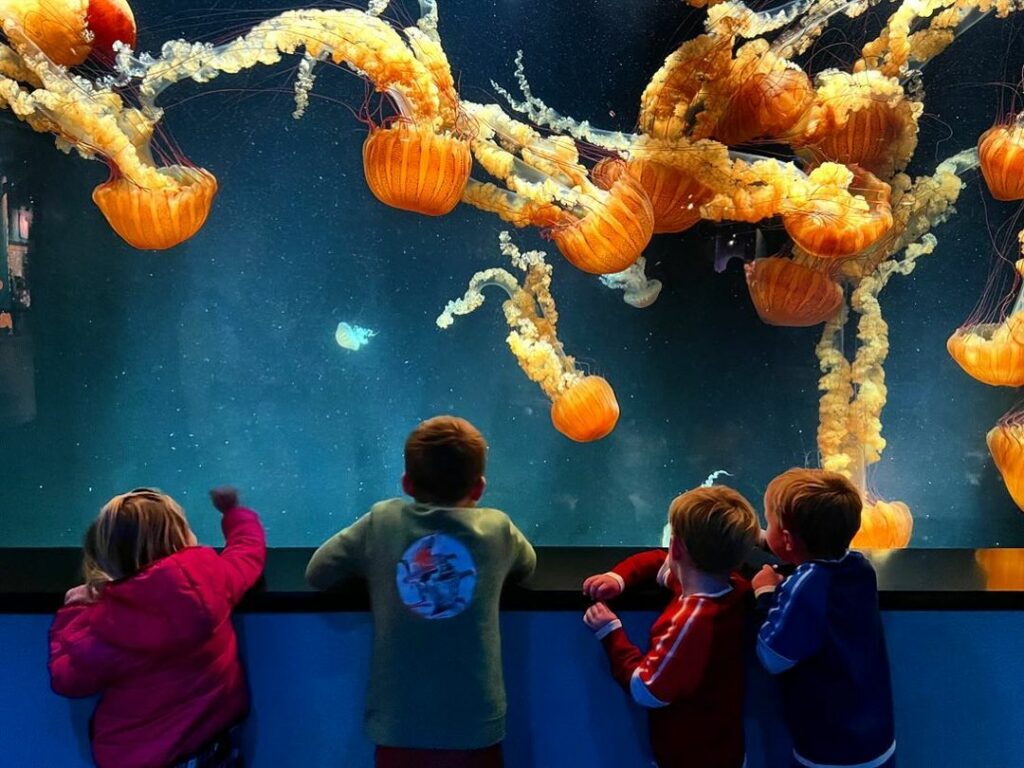 Audubon Aquarium -New Orleans