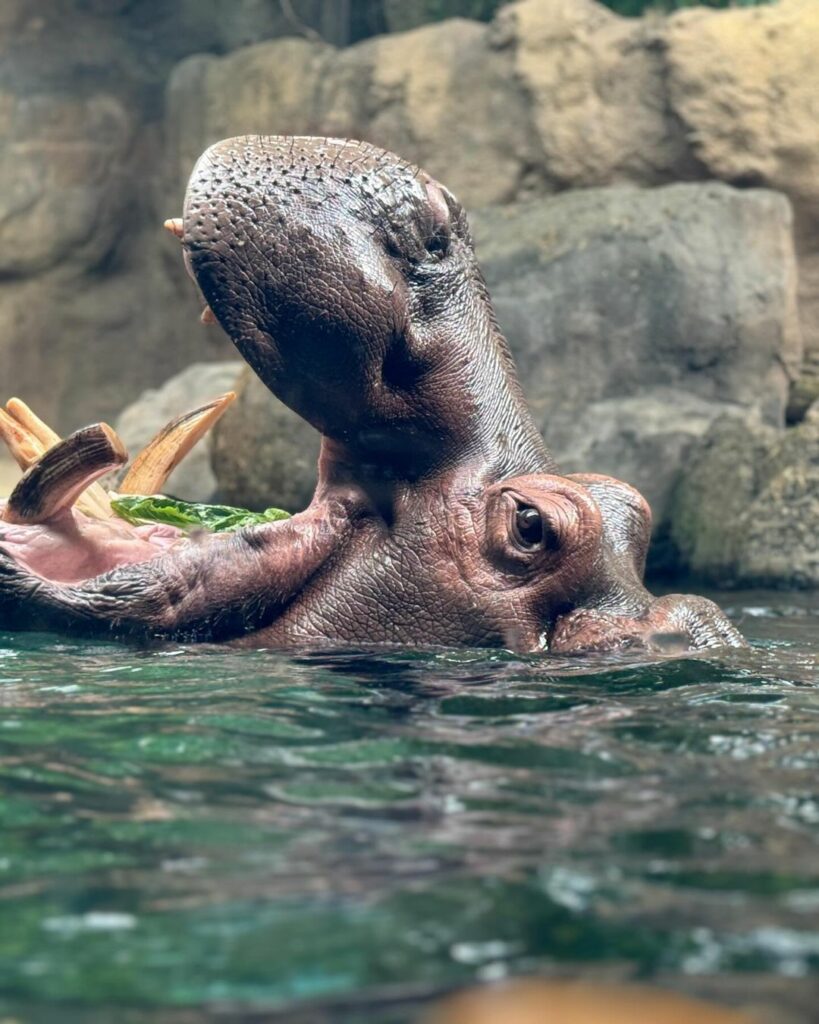 Cincinnati Zoo-Ohio