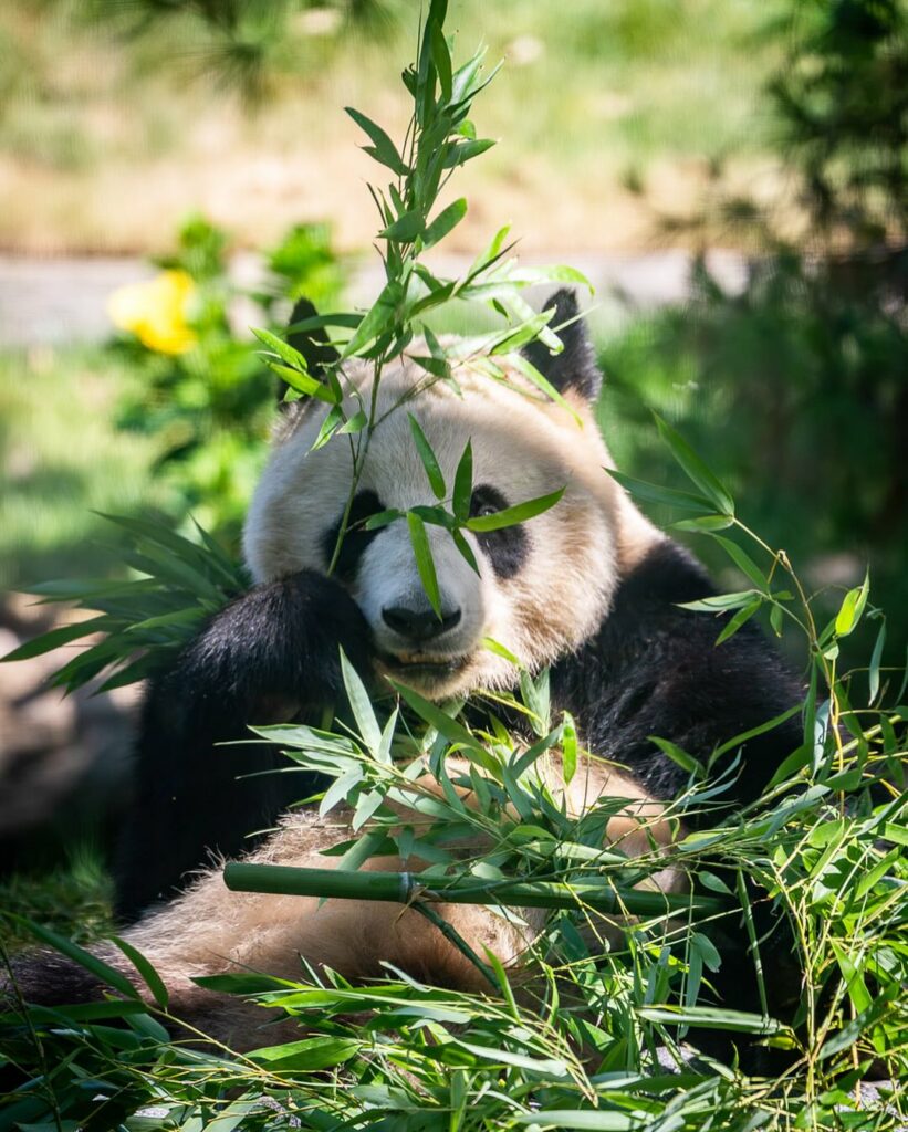 San Diego Zoo-California