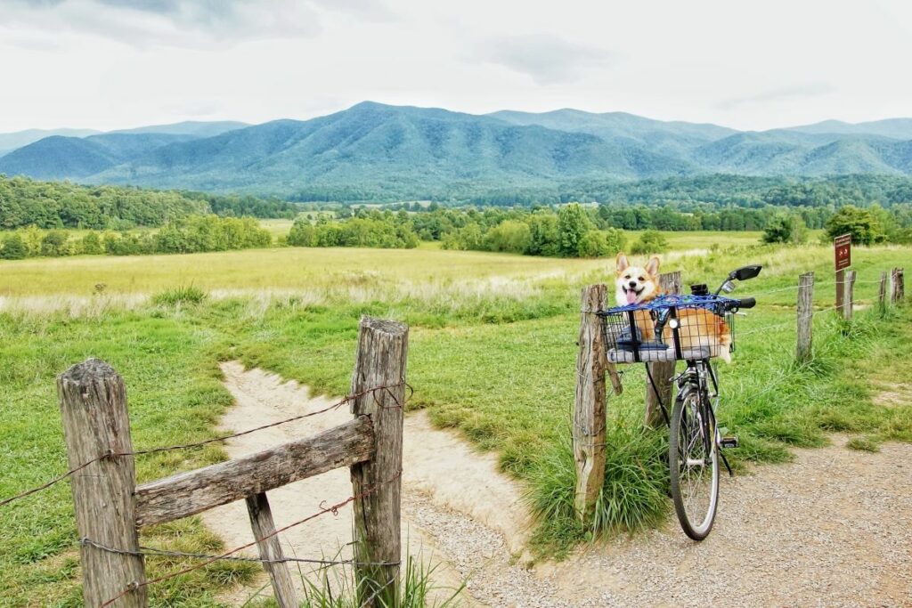 Cades Cove-Great Smoky Mountains-Dog-SS