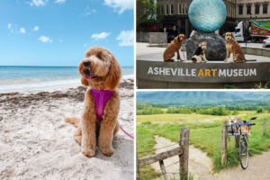Discover the Best Dog-Friendly Vacation Destinations in the US