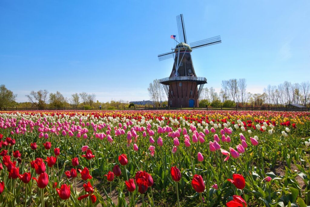 Tulip Time-Holland MI