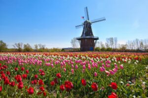Stop & Smell the Flowers at the TOP Tulip Festivals in the Midwest