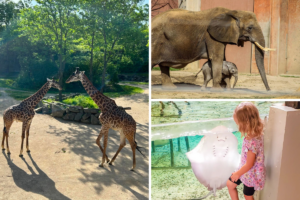 Enjoy a Day of Family Fun at 20 of the Best Zoos in the Midwest