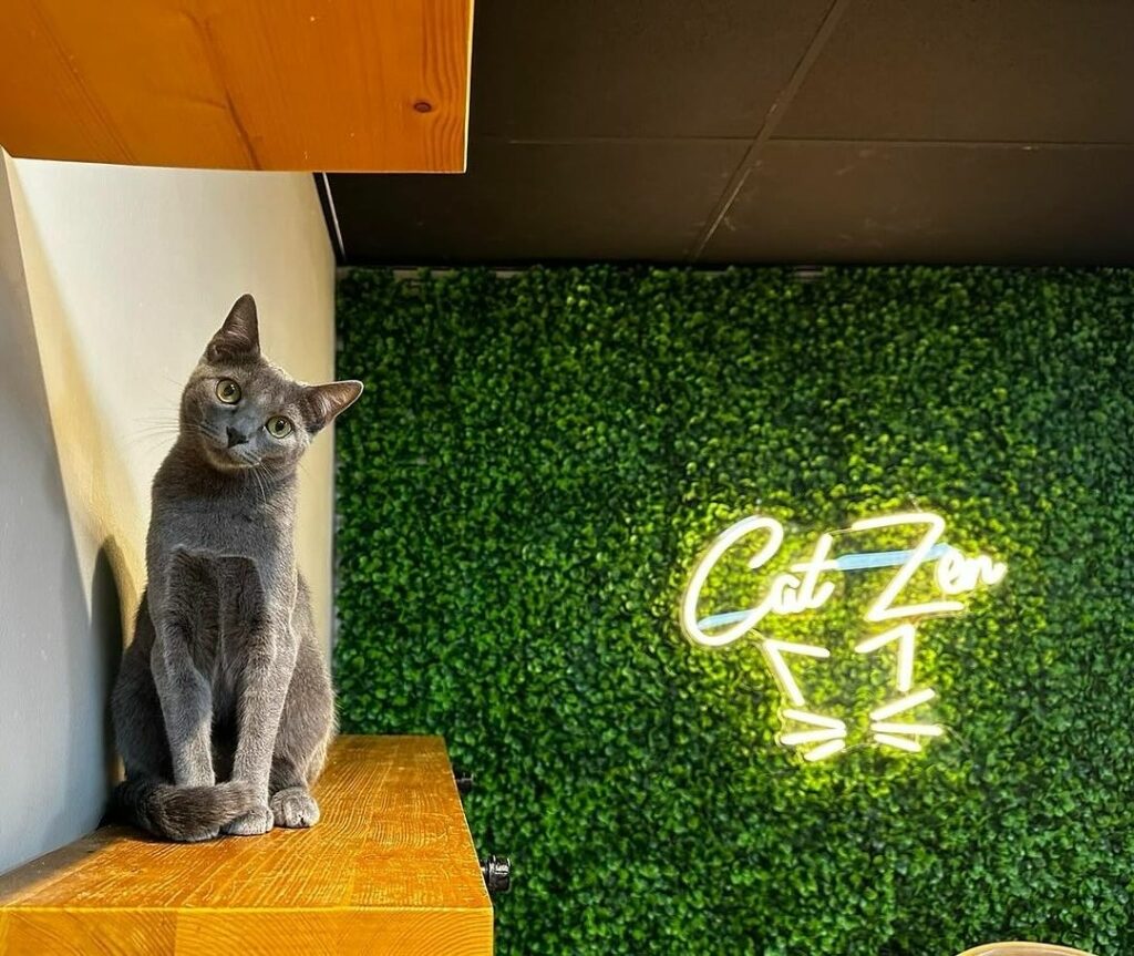 Cat Zen Cafe-Missouri