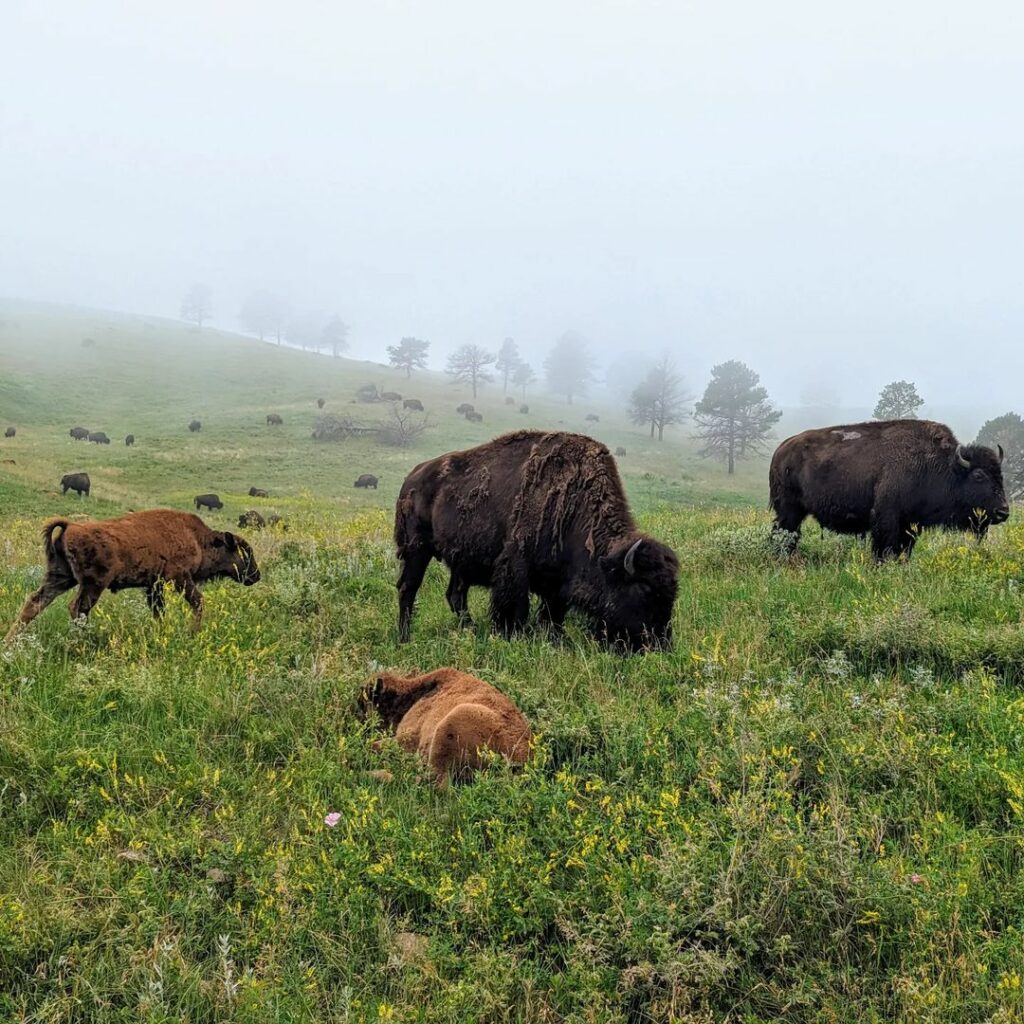 Custer State Park-South Dakota