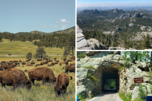 Explore the Majesty of South Dakota’s Black Hills at Custer State Park