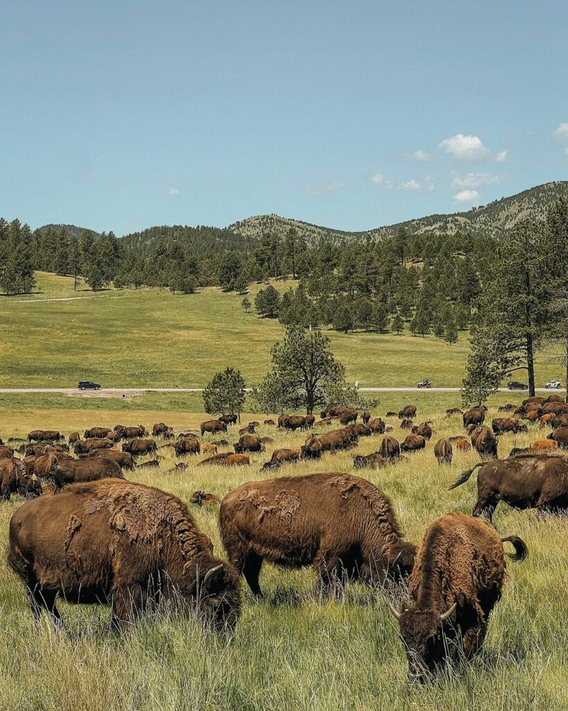 Custer State Park-South Dakota