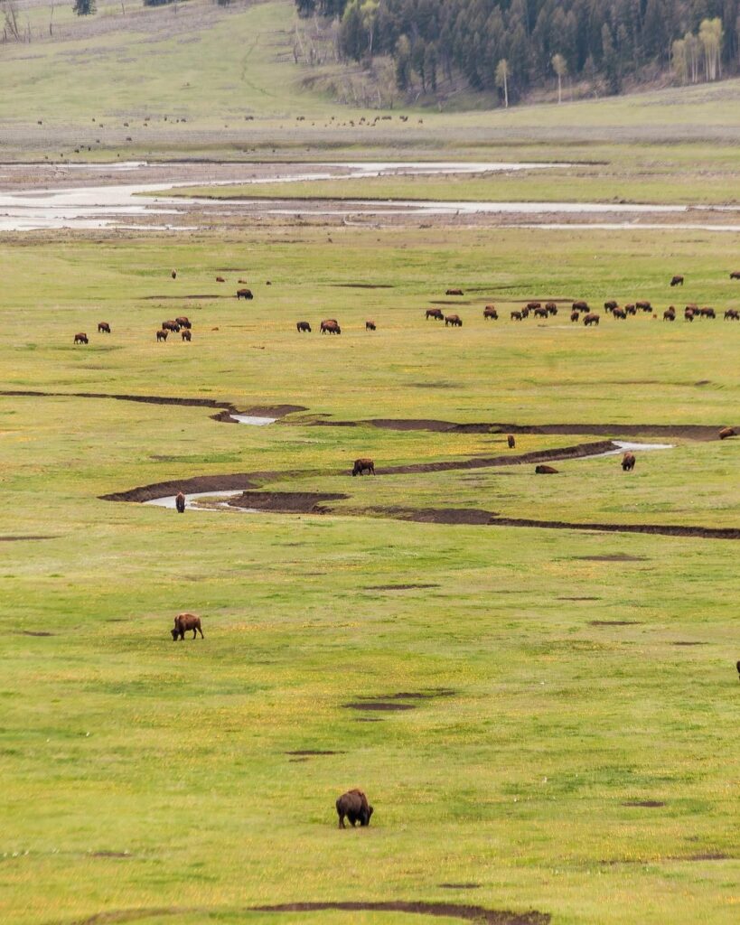 Lamar Valley - Yellowstone National Park-Montana