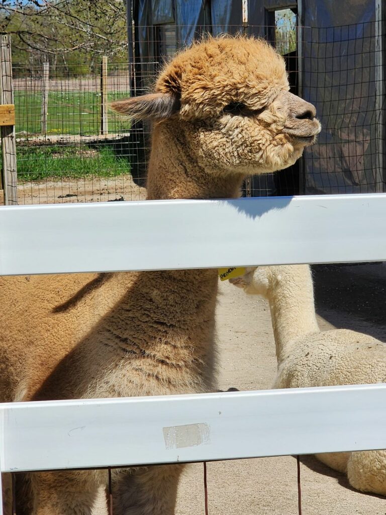 London Dairy Alpaca Farm-Wisconsin