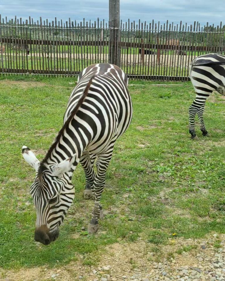 Enjoy a One-of-a-Kind Wisconsin Animal Experience at Safari Lake Geneva