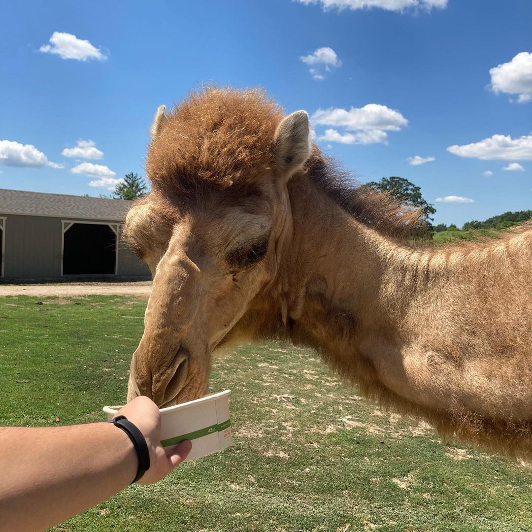 Enjoy a One-of-a-Kind Wisconsin Animal Experience at Safari Lake Geneva