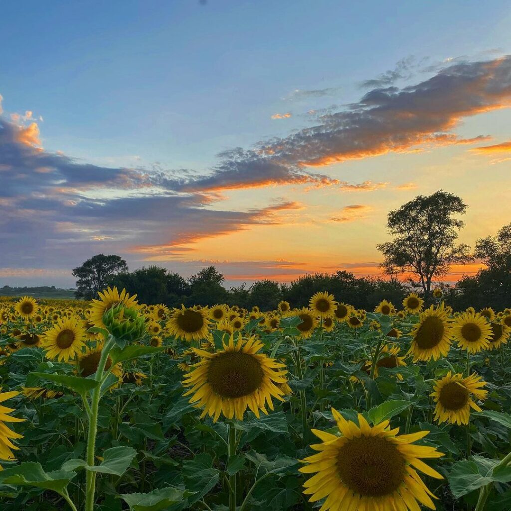 Badger Creek State Park-Iowa