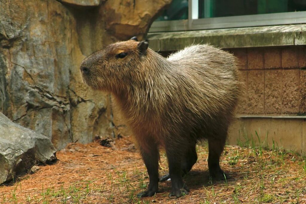 Henry Vilas Park Zoo-Madison