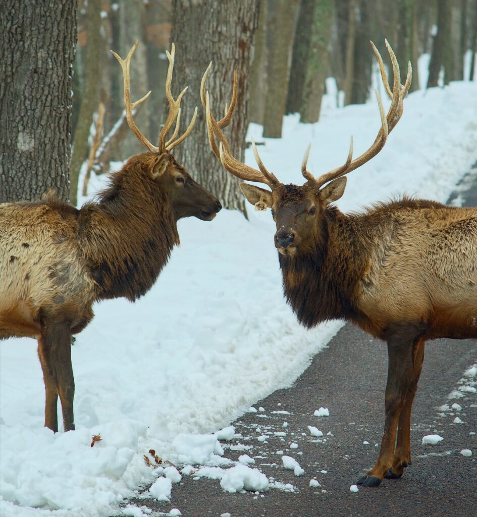 Lone Elk Park-St. Louis