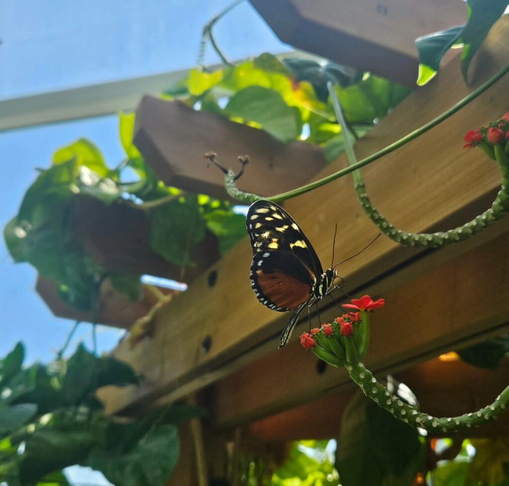 Sophia Sachs Butterfly House-St. Louis